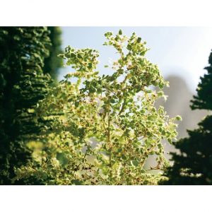 Végétation [HO/TT/N/Z] : Arbres naturels - NOCH 23100