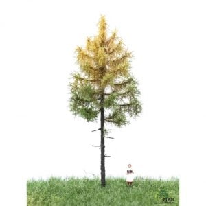 Arbre [HO/TT] : Mélèze forestier d'automne [12-16cm] - MBR 52-4202